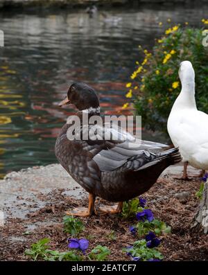 Enten entspannen sich am Ufer des San Antonio River, während er durch die Innenstadt von San Antonio, Texas, fließt, im fanous River Walk Viertel der Stadt. Stockfoto