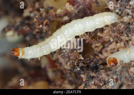 Raupen von Indianmeal Motte - Plodia interpunctella eine Pyraloidmotte der Familie Pyralidae. Es ist häufig Schädling von gelagerten Produkten und Schädling von Lebensmitteln Stockfoto