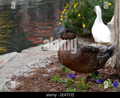 Enten entspannen sich am Ufer des San Antonio River, während er durch die Innenstadt von San Antonio, Texas, fließt, im fanous River Walk Viertel der Stadt. Stockfoto