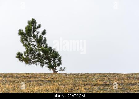 Eine einone Kiefer wächst auf einem Berg. Natürlicher Minimalismus in dezenten Farbtönen. Neutrale atmosphärische minimalistische Landschaft mit einem geschwungenen Baum auf t Stockfoto