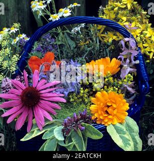 Kräuterkorb, Küchenkräuter, Heilpflanzen, Lavendel, Pfefferminze, Kapuzinerkresse, Boretsch, Muskatellersalbei, Salbei, Ysop, Ringelblume, Dill, Rot Stockfoto