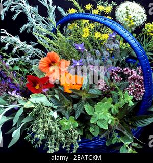 Kräuterkorb, Küchenkräuter, Heilpflanzen, Zitronenmelisse, Origano, Pfefferminze, Kapuzinerkresse, Boretsch, Wermut, Thymian, Dill, Estragon, Sal Stockfoto