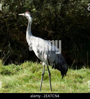 Kranich Grus grus Stockfoto