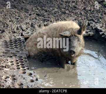 Wollschwein, Mangalica, Arche-Hof, Schlafzimmer Stockfoto