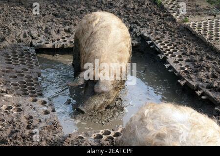 Wollschwein, Mangalica, Arche-Hof, Schlafzimmer Stockfoto