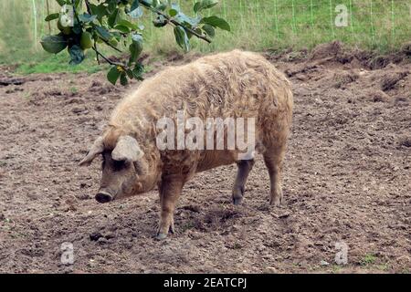 Wollschwein, Mangalica, Arche-Hof, bedrohte, gefährdet Stockfoto