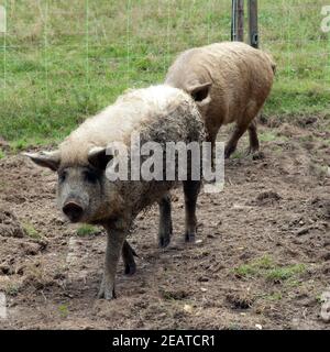 Wollschwein, Mangalica, Arche-Hof, bedrohte, gefährdet Stockfoto