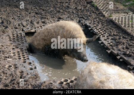 Wollschwein, Mangalica, Arche-Hof, Schlafzimmer Stockfoto