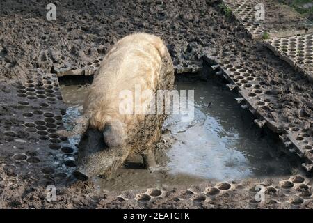 Wollschwein, Mangalica, Arche-Hof, Schlafzimmer Stockfoto