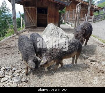 Wollschwein, Sus scrofa f. domestica, Mangalica Stockfoto