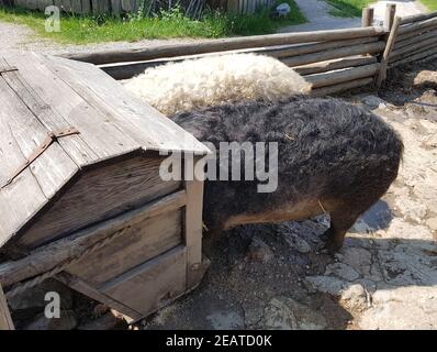 Wollschwein, Sus scrofa, Mangalica Stockfoto