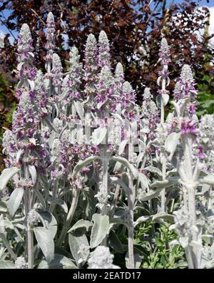 Wollzierst, Stachys, byzantina Stockfoto