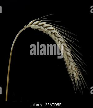 Wintertriticale, Triticosec Stockfoto