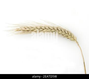 Wintertriticale, Triticosec Stockfoto