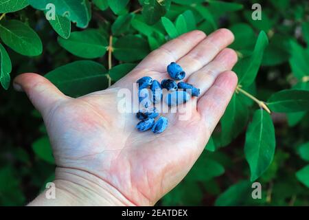 Eine offene Hand hält reife haskap Beeren am Baum Stockfoto