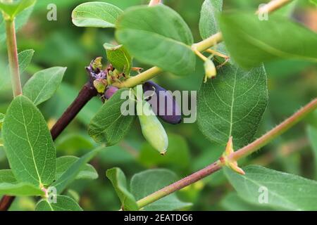 Ein Zweig von reifen und unreifen haskap Beeren hängen Stockfoto