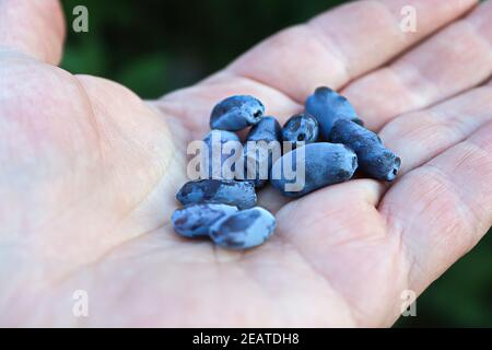 Nahaufnahme einer offenen Palme mit zarten länglichen Beeren Stockfoto