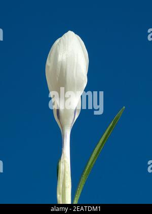 Gartenkrokus Krokus Crocus Vernus Stockfoto