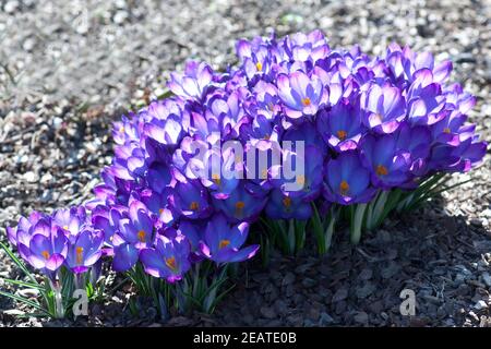 Gartenkrokus, Krokus, Krokus, Vernus Stockfoto