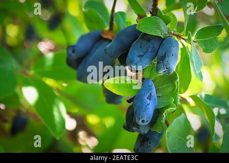 Nahaufnahme eines Honigbeerbaums voller reifer blauer Beeren Stockfoto