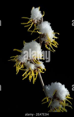 Zaubernuss; Hamamelis; Japonica; Schnee, Stockfoto