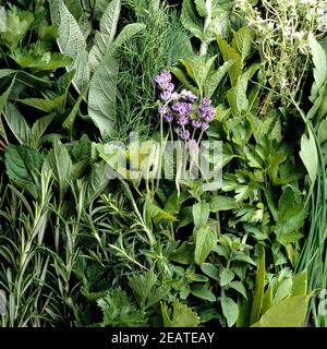 Küchenräuter, Heilpflanzen, Dill, Salbei, Rosmarin, Origano, Boretsch, Zitronenmelisse, Liebstöckel, Lavendel, Pfefferminze Stockfoto