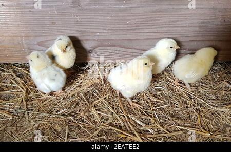 Huehnerküeken, gallus domesticus Stockfoto