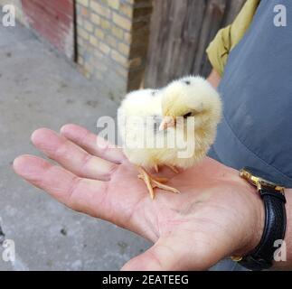 Huehnerküeken, gallus domesticus Stockfoto