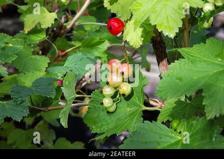 Reife Beeren auf einem Red Lake Currant Strauch Stockfoto