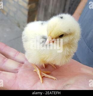 Huehnerküeken, gallus domesticus Stockfoto