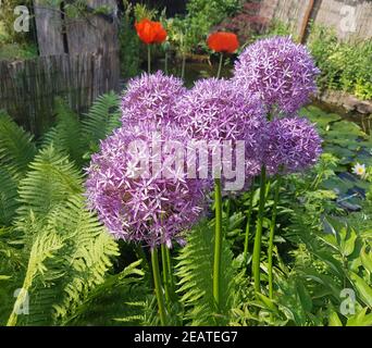 Zierlauch, Riesenlauch, Allium, Giganteum Stockfoto