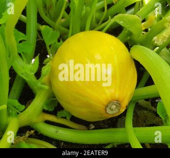 Hokkaidokuerbis, Cucurbita maxima, convar. Hubbardiana Stockfoto