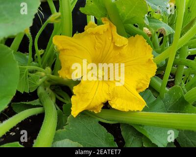 Hokkaidokuerbis, Cucurbita maxima, convar. Hubbardiana Stockfoto