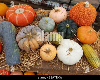 Erntedank Arrangement, Kuerbisse Stockfoto