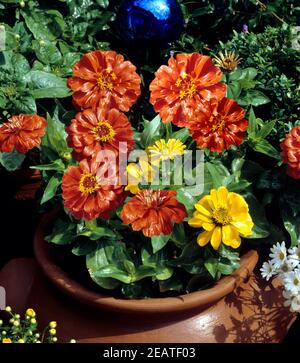 Zinnia elegans Stockfoto