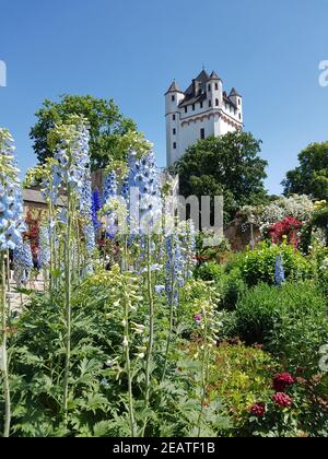 Burg Eltville, Deutschland, Eltville, Rhein Stockfoto