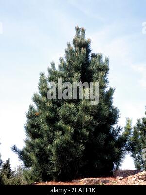 Zirbelkiefer, Pinus cembra Stockfoto