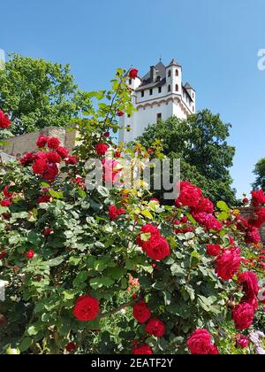 Burg Eltville, Deutschland, Eltville, Rhein Stockfoto