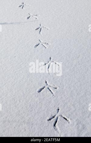 Algonac, Michigan - die Spuren eines großen blauen Reihers (Ardea herodias) zu Fuß in Richtung der Kamera in St. John's Marsh, eine nasse Prärie mit Wandern und Ca Stockfoto
