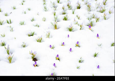 Crocus Blumen entstehen durch Schnee im Frühjahr Stockfoto
