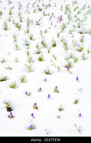 Crocus Blumen entstehen durch Schnee im Frühjahr Stockfoto