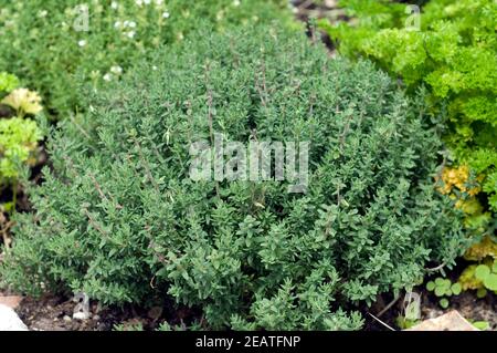 Zitronenthymian, Thymus citriodorus Stockfoto