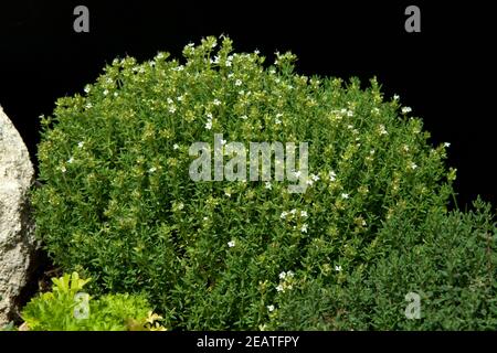 Zitronenthymian, Thymus, Citriodorus Stockfoto