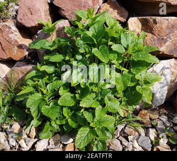 Zitronenmelisse, Melissa officinalis Stockfoto