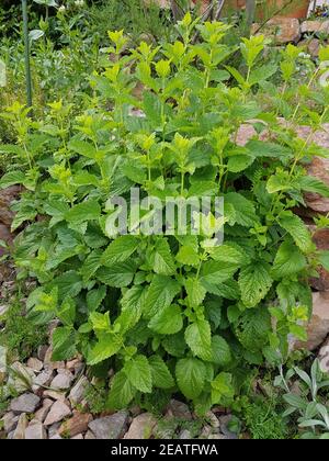 Zitronenmelisse, Melissa officinalis Stockfoto