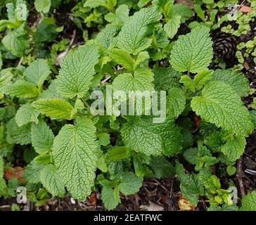 Zitronenmelisse, Melissa officinalis Stockfoto