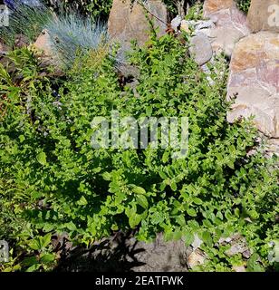 Zitronenmelisse, Melissa officinalis Stockfoto