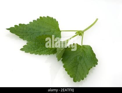 Zitronenmelisse Melisse, officinalis Stockfoto