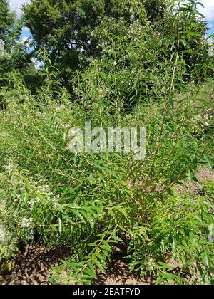 Zitronenverbene Verveine Lippia citrodora Stockfoto