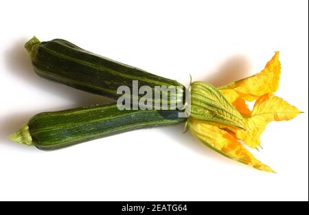 Zucchini, Curcurbita pepo,, Kuerbis, Zucchetti Stockfoto